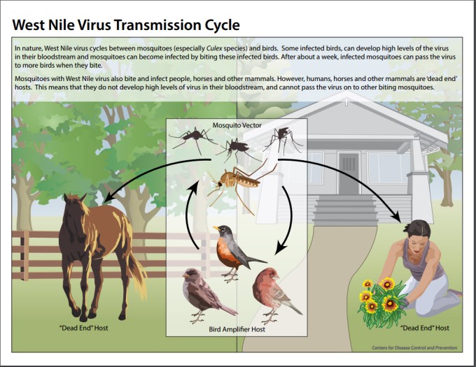 WNV cycle graphic